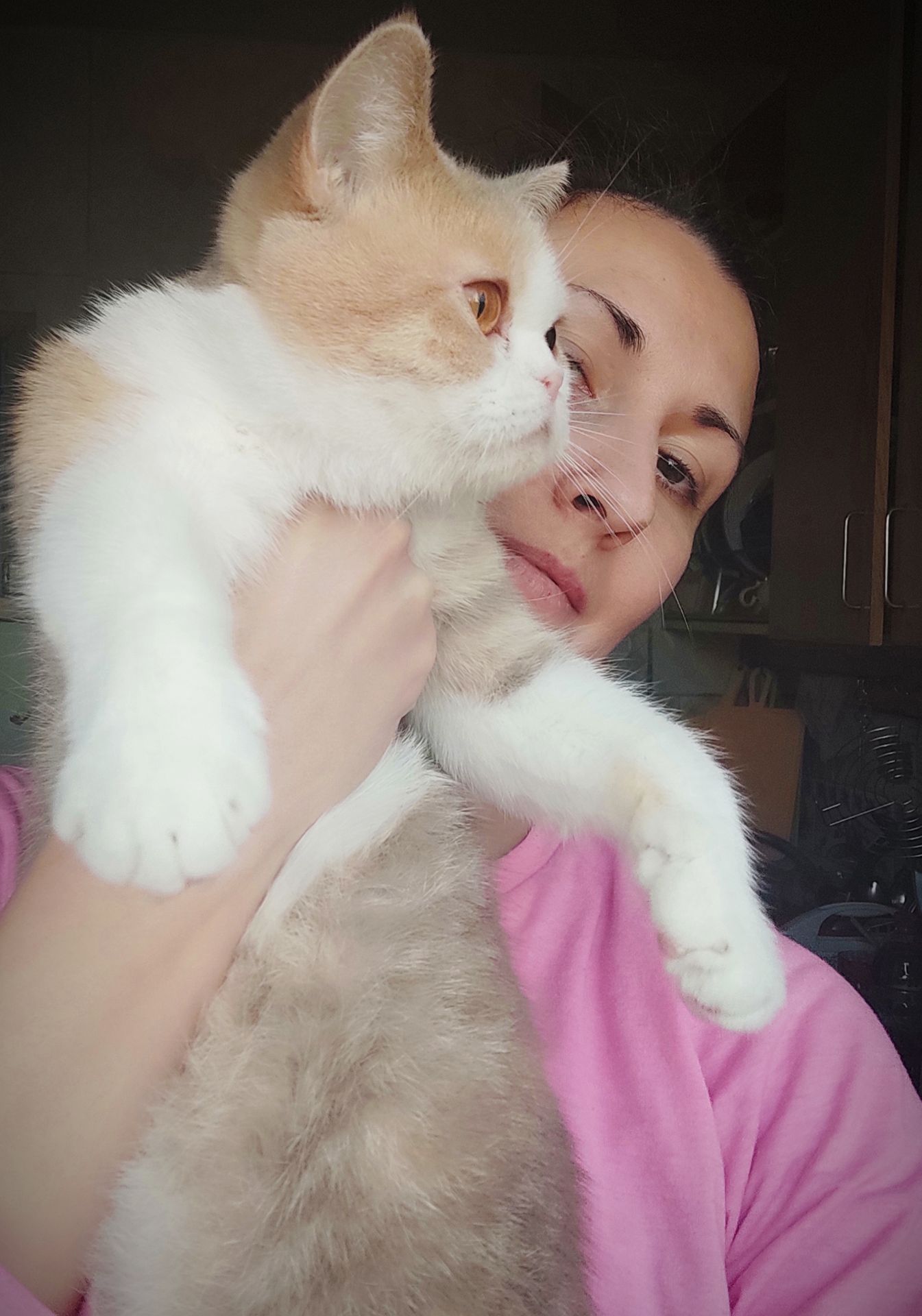 Кішка шотландської породи клубна