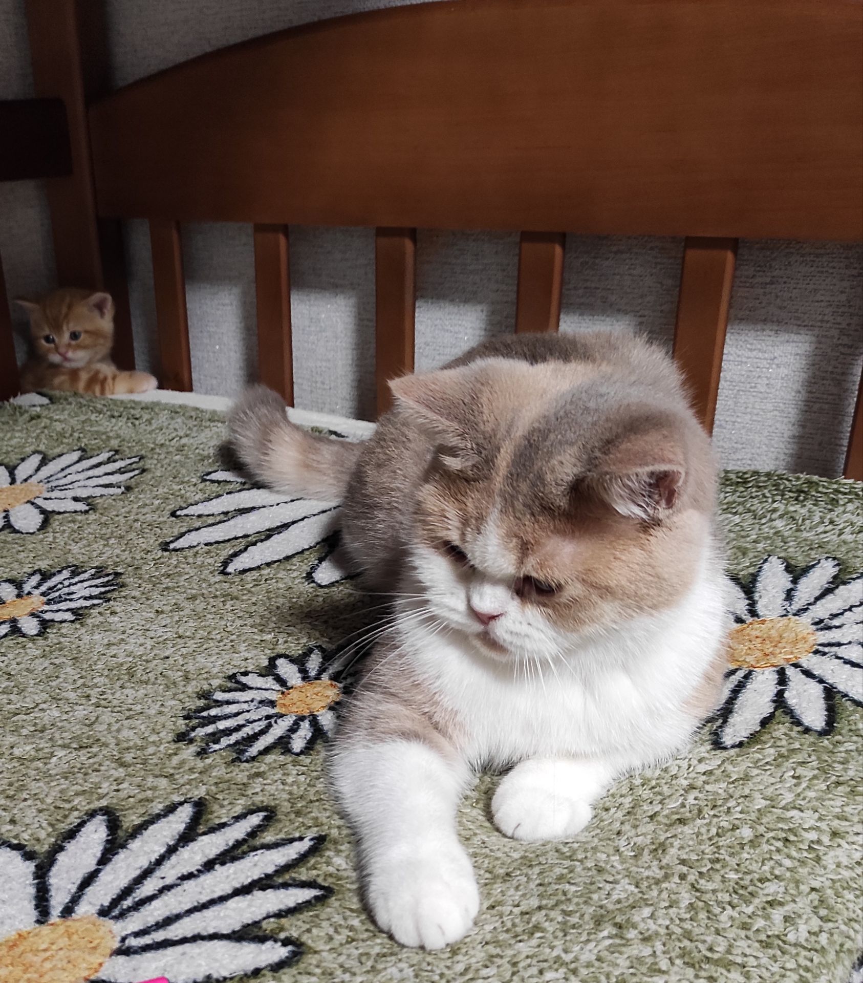 Кішка шотландської породи клубна