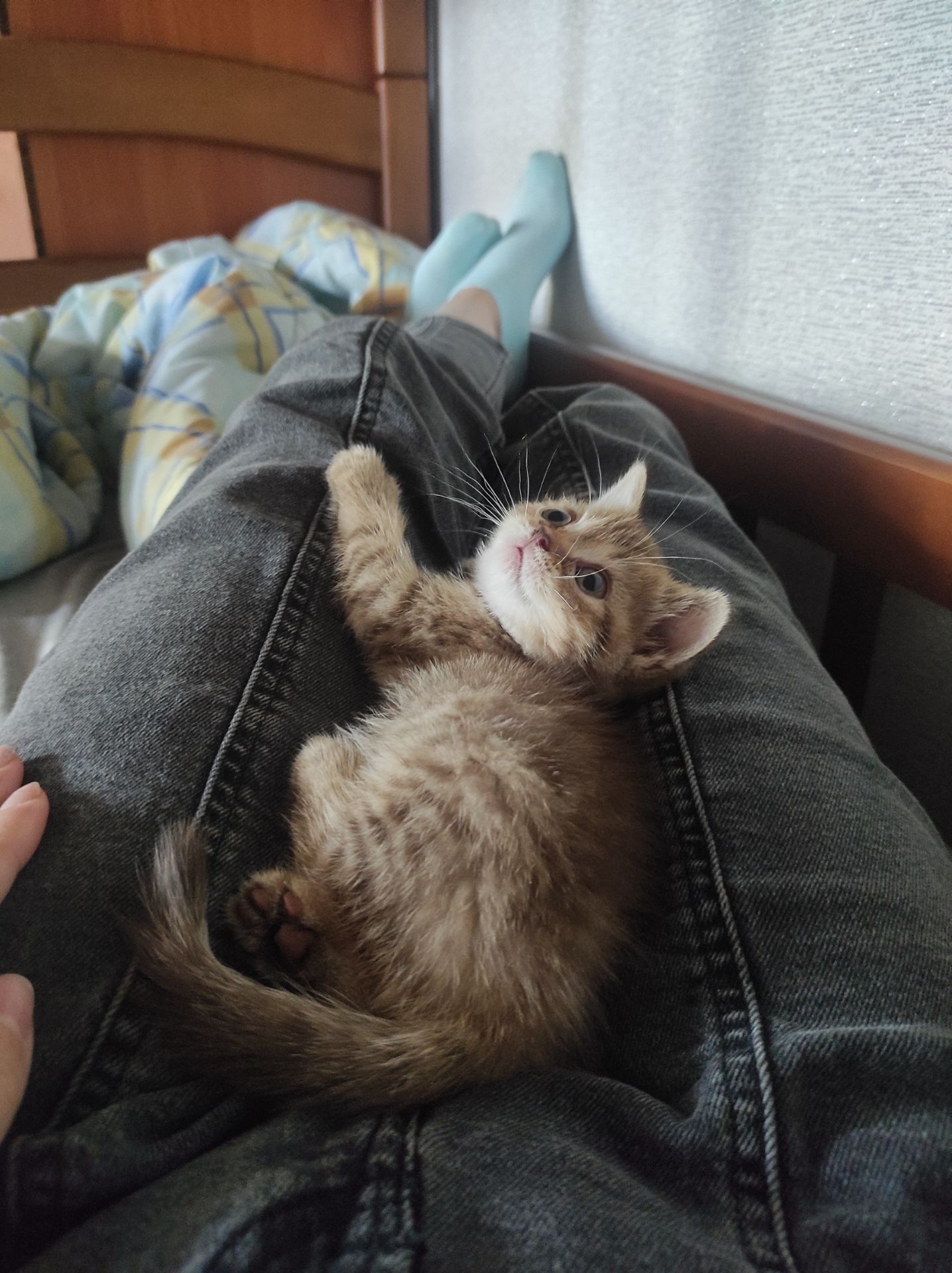 Кошенята шотландської породи клубні