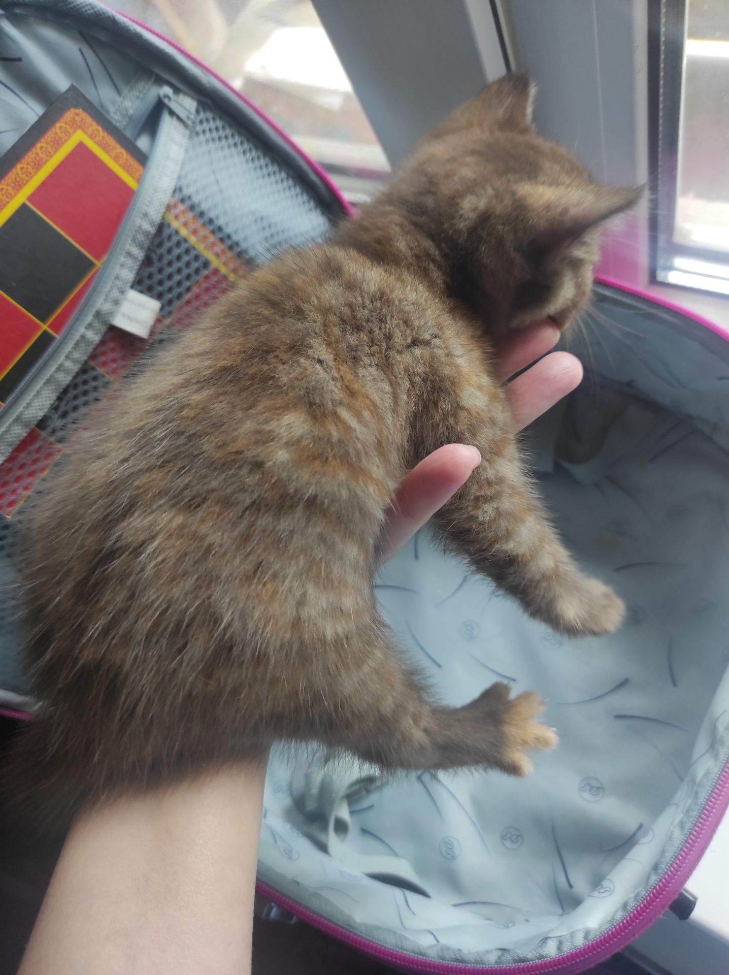 Кошенята шотландської породи клубні