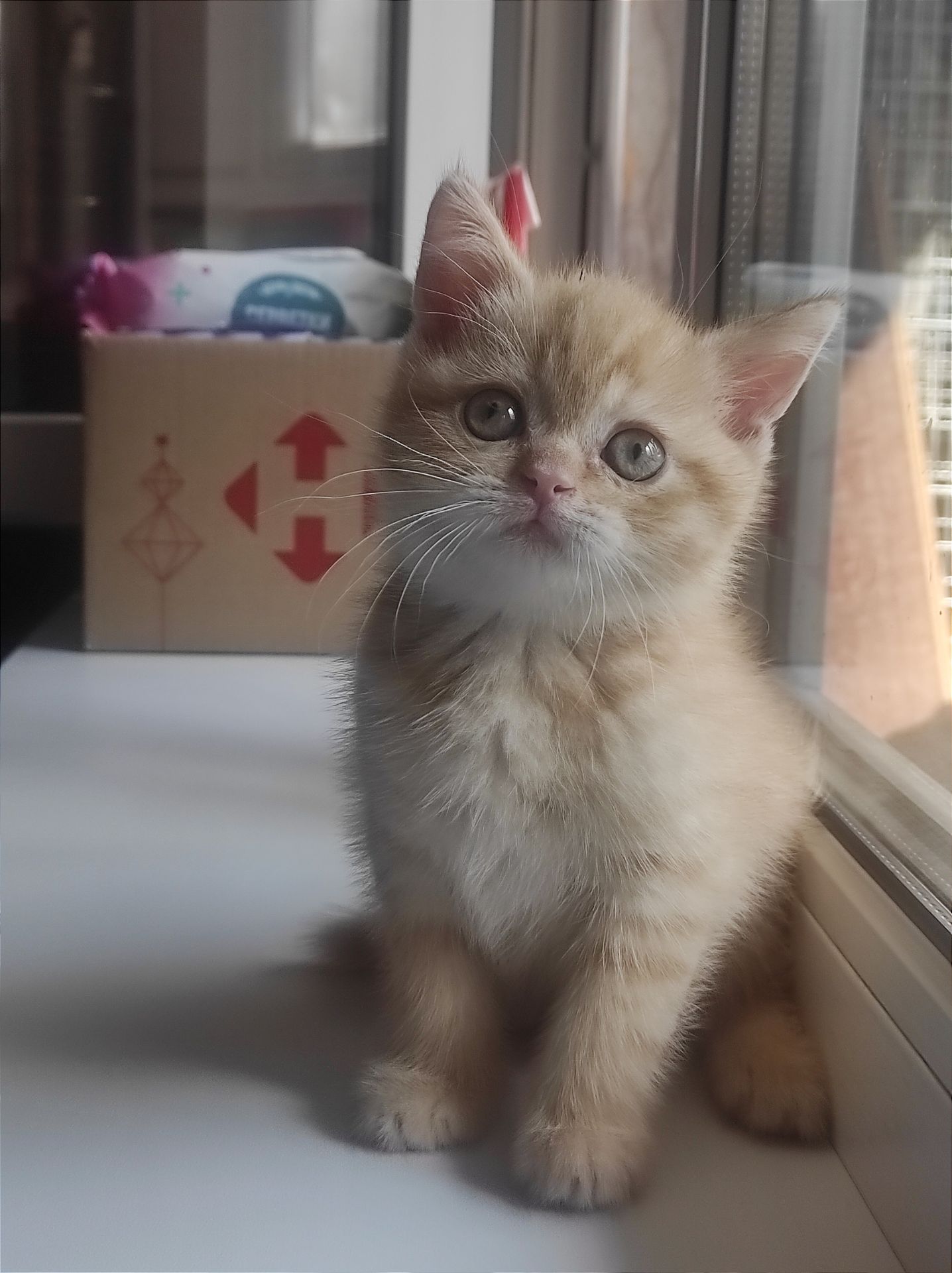 Кошенята шотландської породи клубні