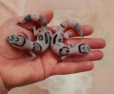 Ящерка, рептилія