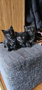 Подарю котят