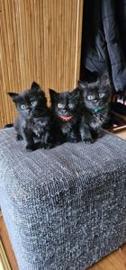Подарю котят