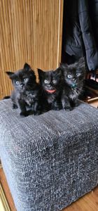 Подарю котят