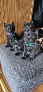 Подарю котят