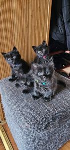 Подарю котят