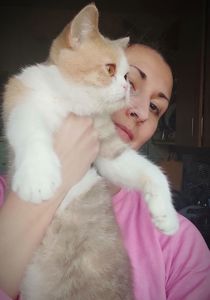 Кішка шотландської породи клубна