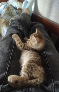 Кошенята шотландської породи клубні