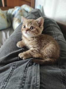 Кошенята шотландської породи клубні