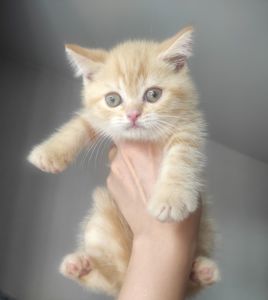 Кошенята шотландської породи клубні