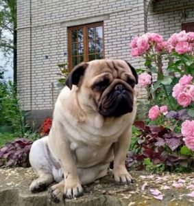 Цуценята палевого мопса