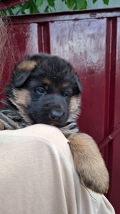Цуценята німецької вівчарки