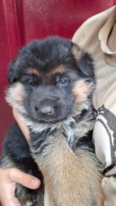 Цуценята німецької вівчарки