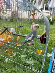 Отдам в хорошие руки, птичка Корелла