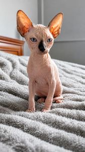 Сфинкс котята