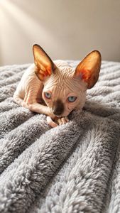 Сфинкс котята