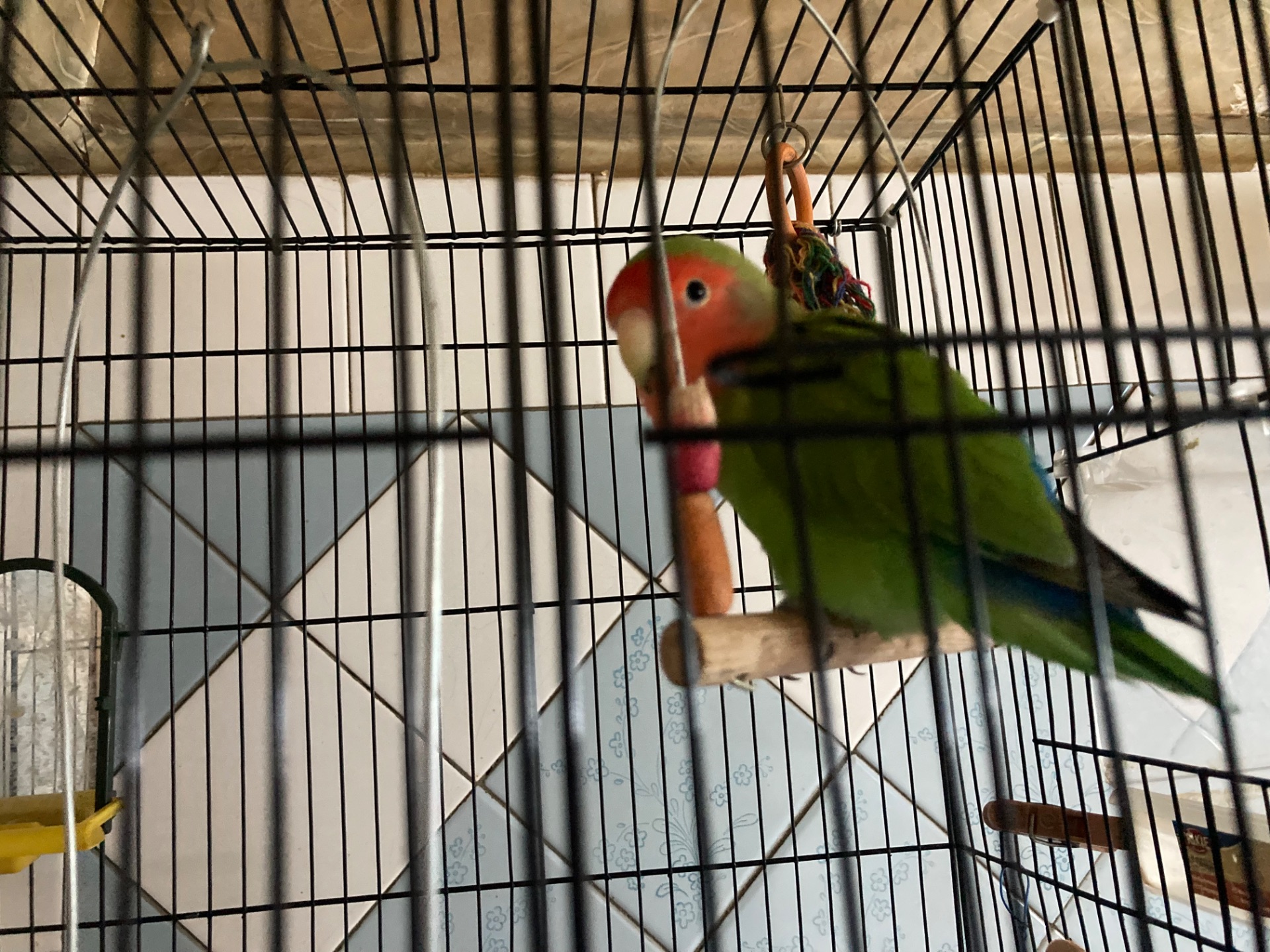 Папуги 🦜 нерозлучники