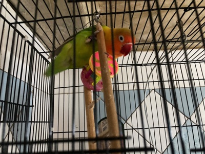 Папуги 🦜 нерозлучники