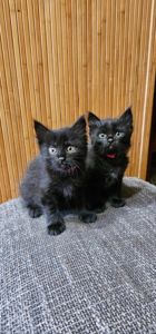 Подарю котенка девочку безплатно