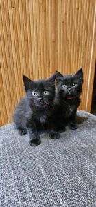Подарю котенка девочку безплатно