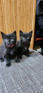 Подарю котенка девочку безплатно
