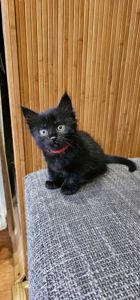 Подарю котенка девочку безплатно