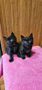 Подарю котенка безплатно девочка