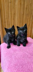 Подарю котенка безплатно девочка