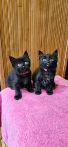 Подарю котенка безплатно девочка