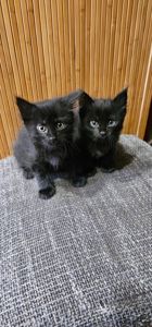 Подарю котенка девочку безплатно
