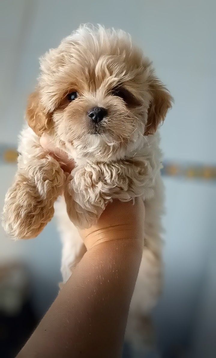 Міні хлопчики мальтіпу