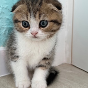Котик шотландський весловухий