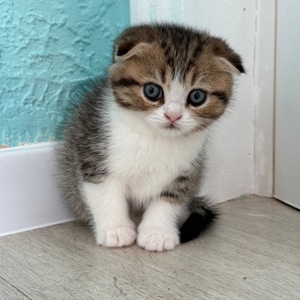 Котик шотландський весловухий