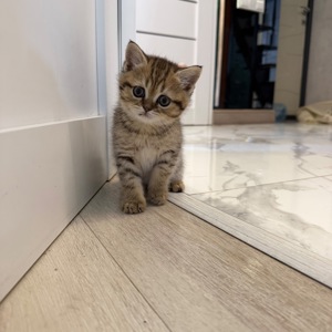 Шотландський прямовухий котик
