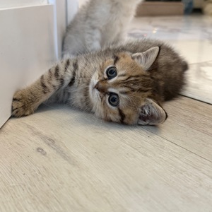 Шотландський прямовухий котик