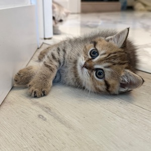 Шотландський прямовухий котик