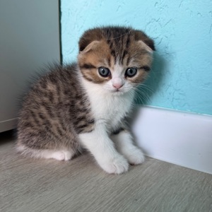 Котик шотландський весловухий
