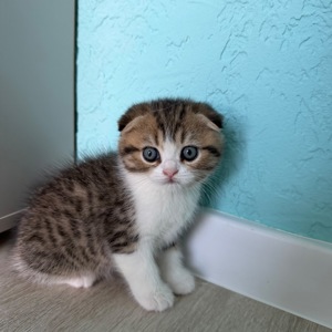 Котик шотландський весловухий