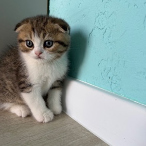 Котик шотландський весловухий