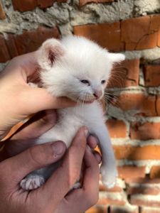 Шукаємо господарів для білого кошеня (Кай)