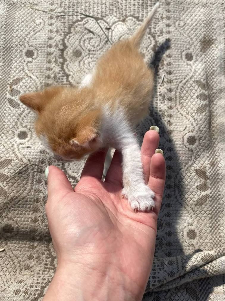 Рудий хлопчик шукає люблячу родину (Абрикос)