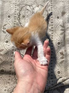 Рудий хлопчик шукає люблячу родину (Абрикос)