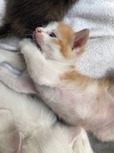 Рудий хлопчик шукає люблячу родину (Абрикос)
