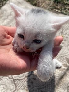 Кішечка Лея шукає дім та сім'ю