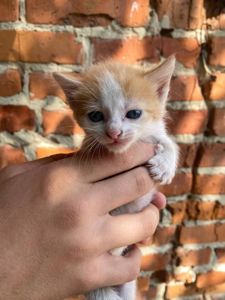 Рудий хлопчик шукає люблячу родину (Абрикос)