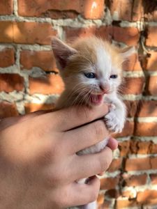Рудий хлопчик шукає люблячу родину (Абрикос)
