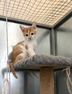 Кошенята