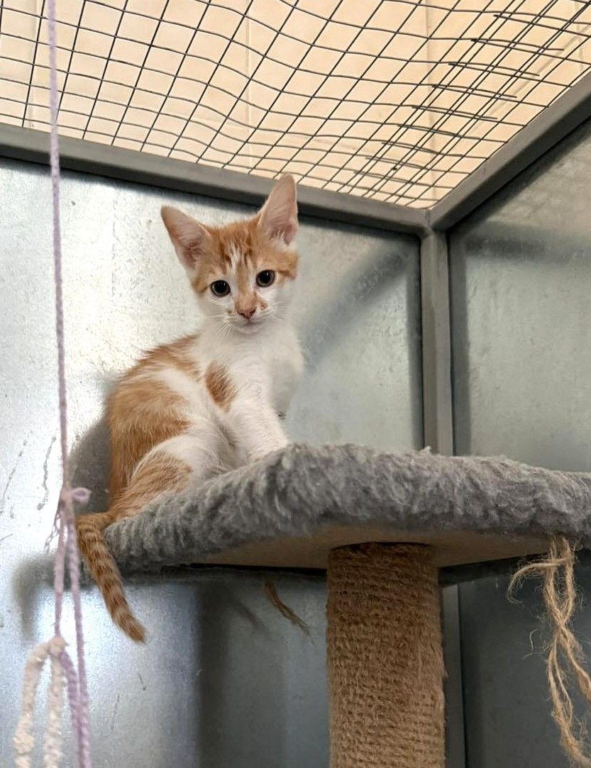 Кошенята