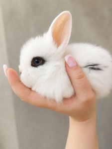 Декоративный кролик